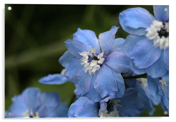 blue flowers Acrylic by anne lyubareva