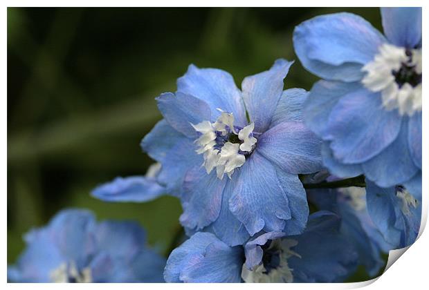 blue flowers Print by anne lyubareva