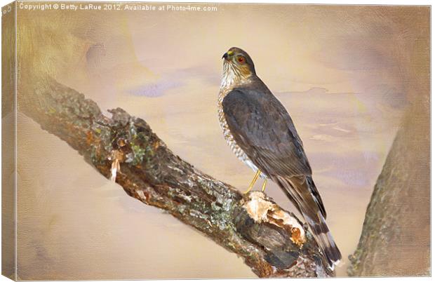 Sharp-Shinned Hawk Canvas Print by Betty LaRue