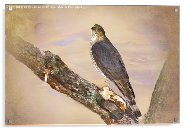 Sharp-Shinned Hawk Acrylic by Betty LaRue