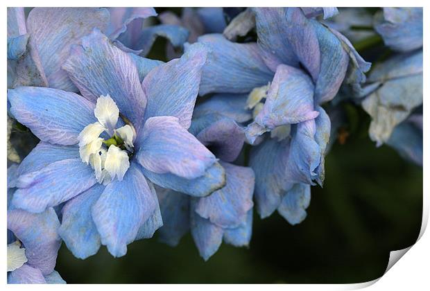more blue flowers Print by anne lyubareva