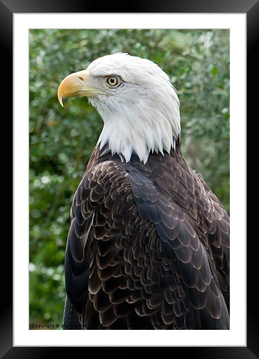 american bald eagle Framed Mounted Print by allan somerville