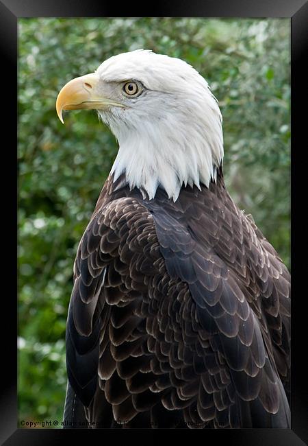 american bald eagle Framed Print by allan somerville