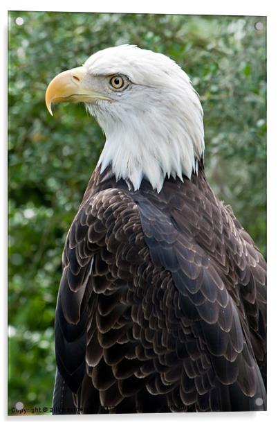 american bald eagle Acrylic by allan somerville