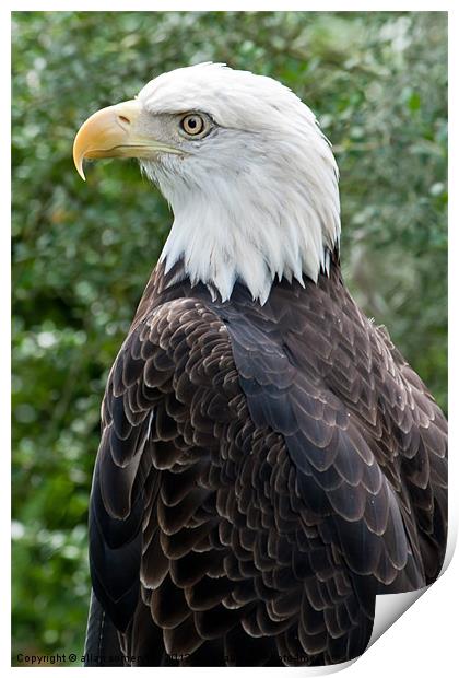 american bald eagle Print by allan somerville