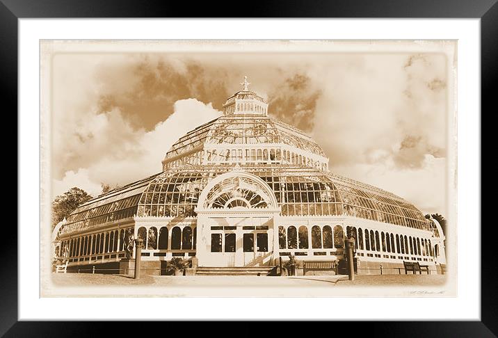 The palm house Framed Mounted Print by sue davies
