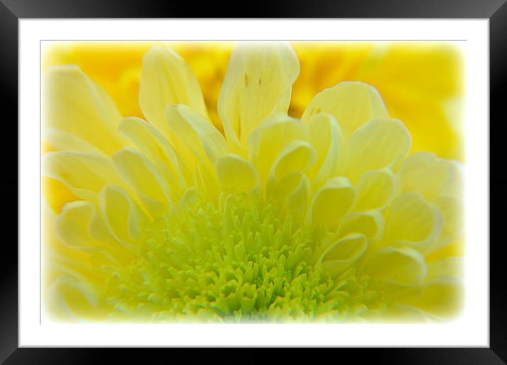 flower Framed Mounted Print by sue davies