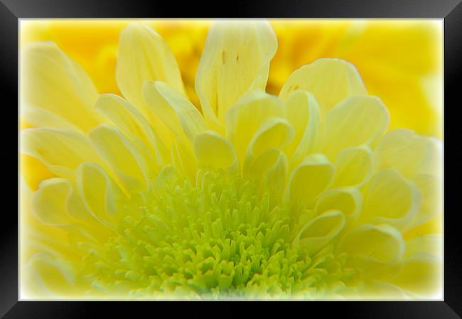 flower Framed Print by sue davies