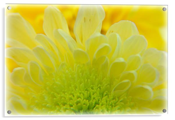 flower Acrylic by sue davies