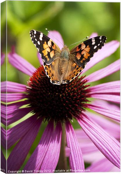 Painted Lady Canvas Print by David Tinsley