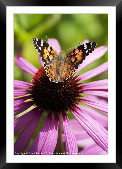 Painted Lady Framed Mounted Print by David Tinsley