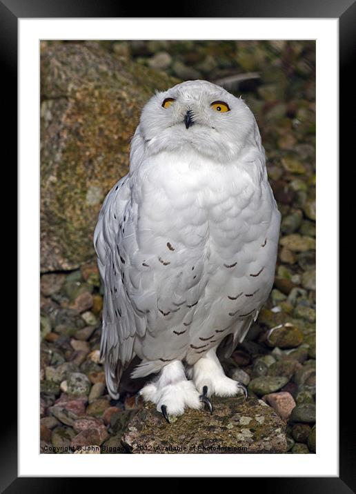 Snowy Owl with attitude Framed Mounted Print by John Biggadike
