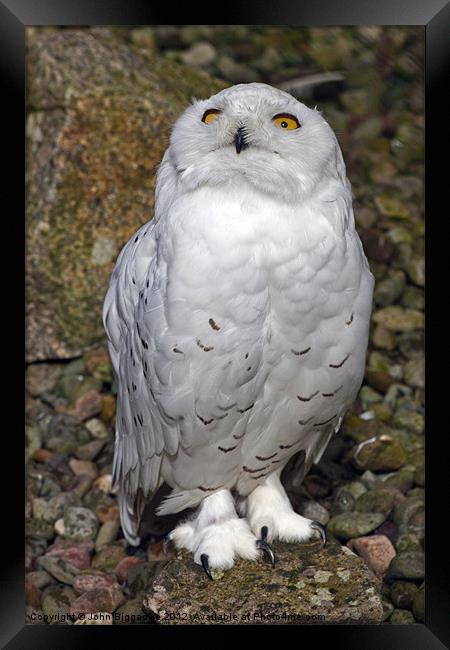 Snowy Owl with attitude Framed Print by John Biggadike