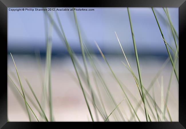 Abstract beach grass sky Framed Print by Phillip Shannon