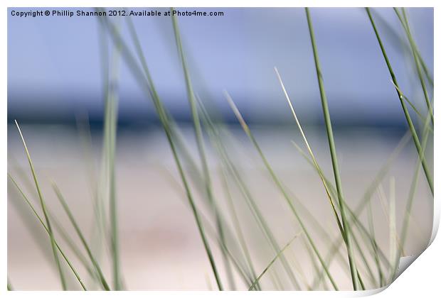 Abstract beach grass sky Print by Phillip Shannon