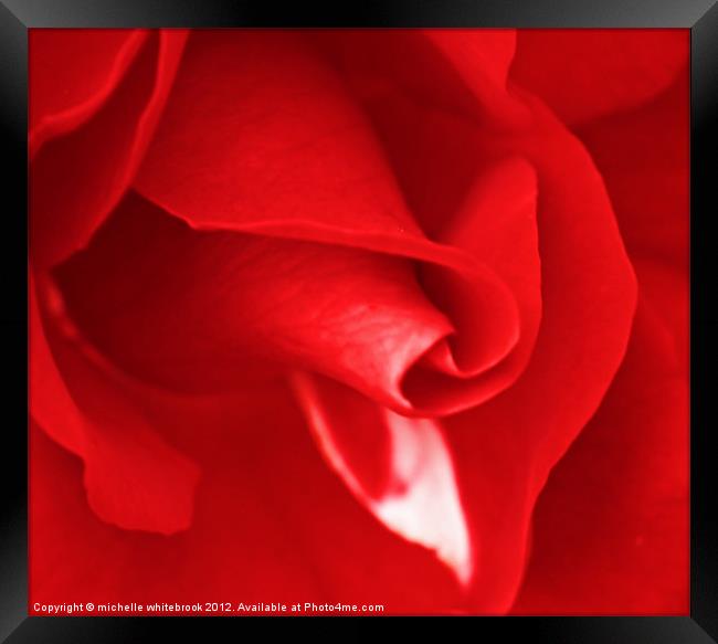 Lovers Rose 2 Framed Print by michelle whitebrook