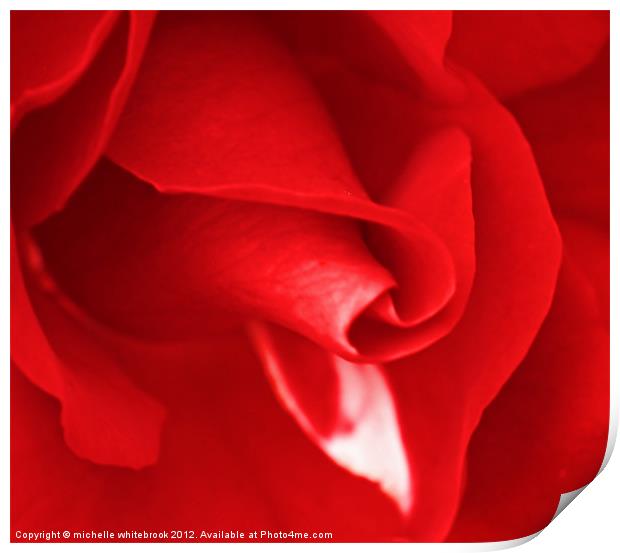 Lovers Rose 2 Print by michelle whitebrook