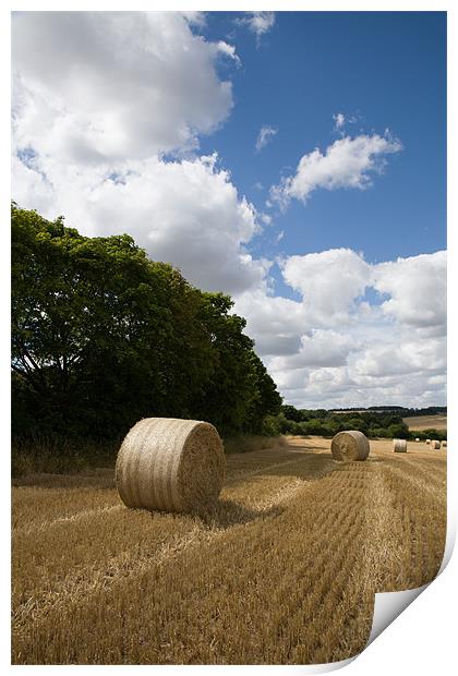 Golden summer harvest Print by Ian Middleton