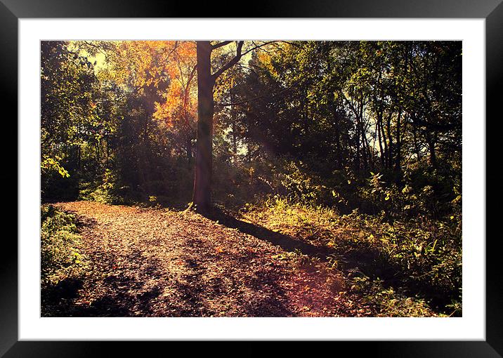 Autumn Light Framed Mounted Print by Dawn Cox