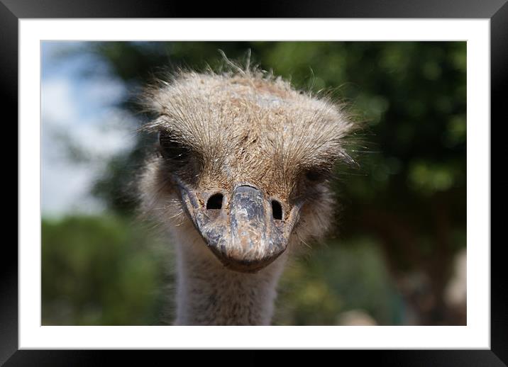 Emu Framed Mounted Print by Les Hardman