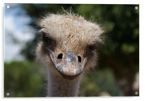 Emu Acrylic by Les Hardman