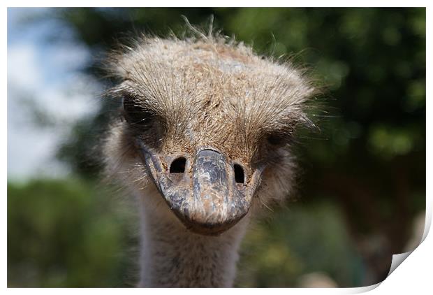 Emu Print by Les Hardman
