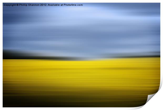 Yellow Rapeseed field and sky Print by Phillip Shannon