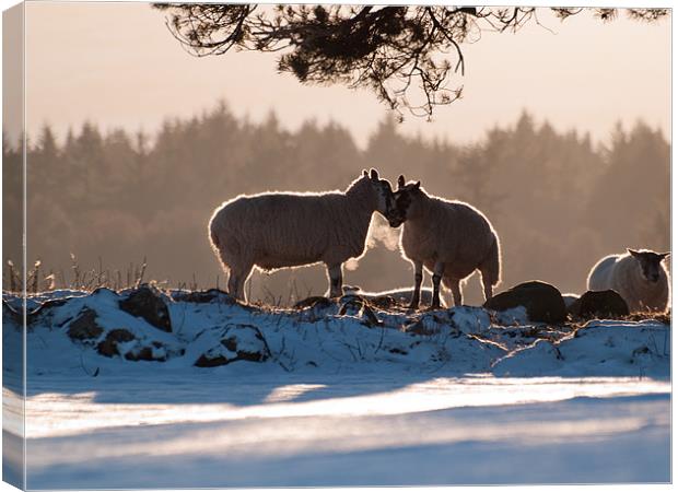 Sheep in Scottish Winter Canvas Print by Louise Bellin