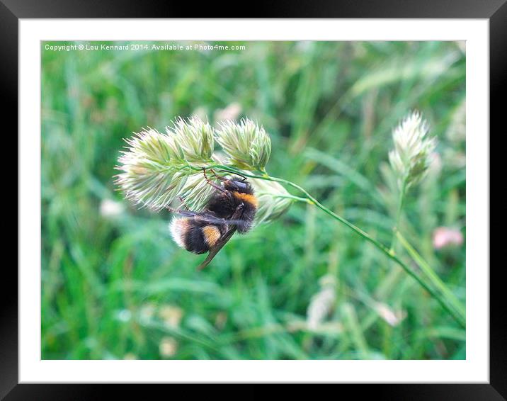 Bee 2 Framed Mounted Print by Lou Kennard