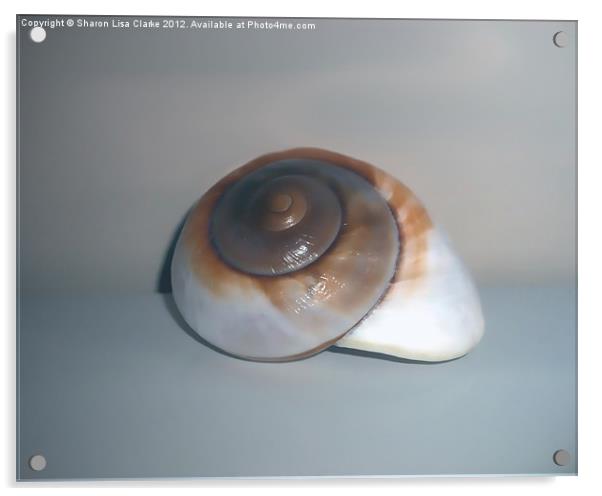 Shell Acrylic by Sharon Lisa Clarke