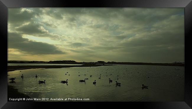 Geese on the lake Framed Print by John Wain