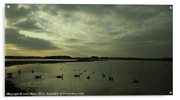 Geese on the lake Acrylic by John Wain