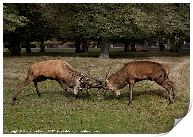 Battle of the Stags Print by Catherine Fowler