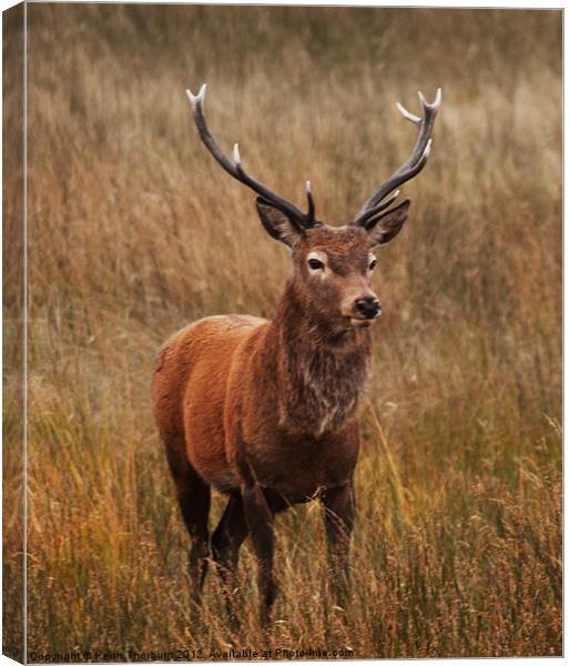 Deer at Glencoe Canvas Print by Keith Thorburn EFIAP/b