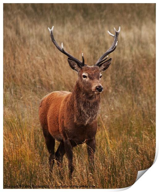 Deer at Glencoe Print by Keith Thorburn EFIAP/b