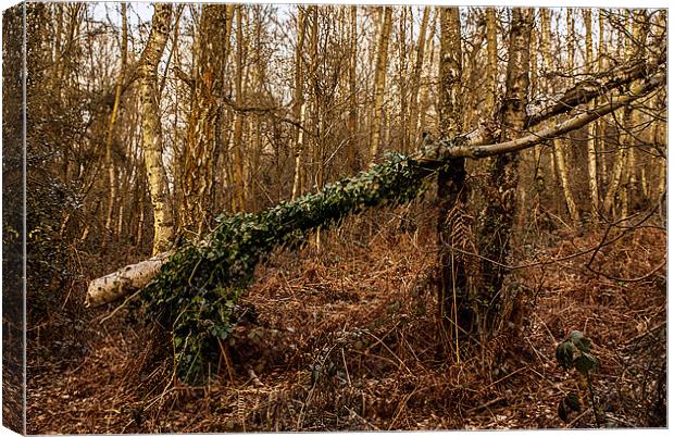 Fallen tree at Kinver Hills Canvas Print by Kelly Astley