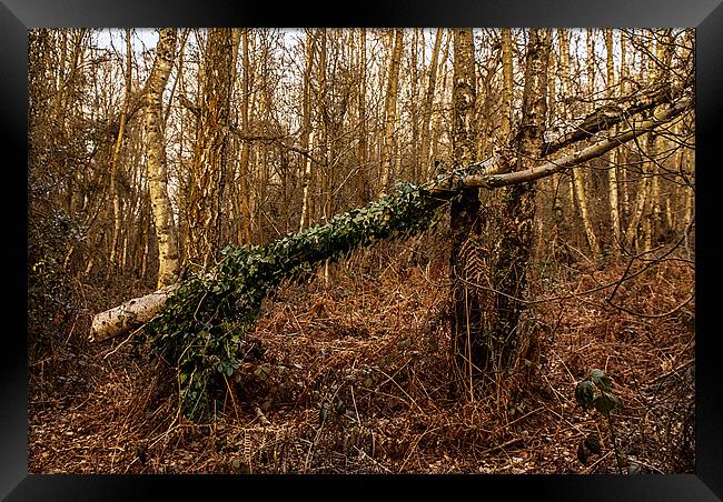 Fallen tree at Kinver Hills Framed Print by Kelly Astley