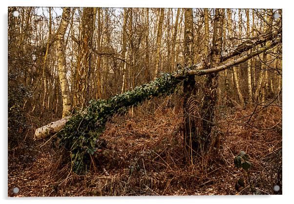 Fallen tree at Kinver Hills Acrylic by Kelly Astley