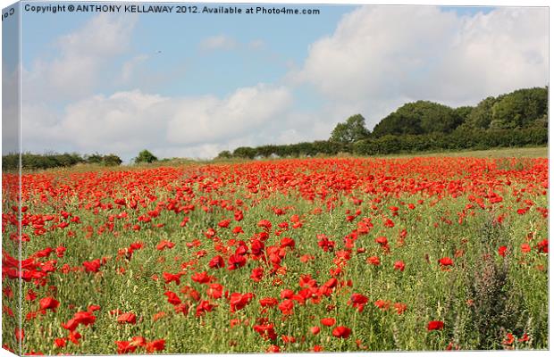 Poppies in the field Canvas Print by Anthony Kellaway