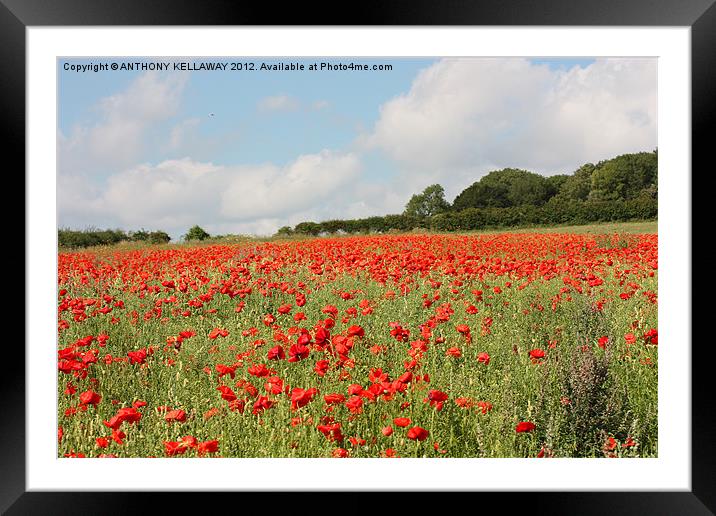 Poppies in the field Framed Mounted Print by Anthony Kellaway