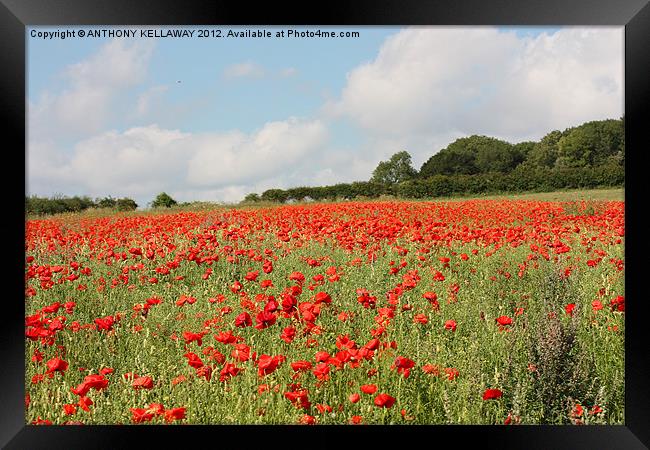 Poppies in the field Framed Print by Anthony Kellaway