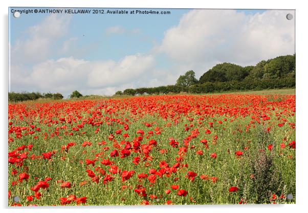 Poppies in the field Acrylic by Anthony Kellaway