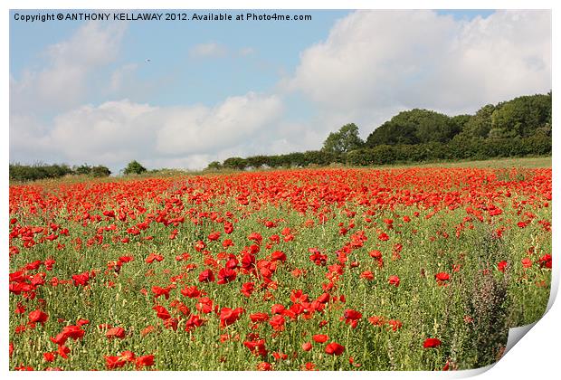 Poppies in the field Print by Anthony Kellaway