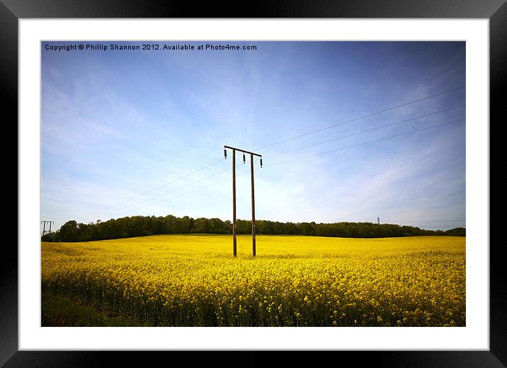 Rapeseed field Framed Mounted Print by Phillip Shannon