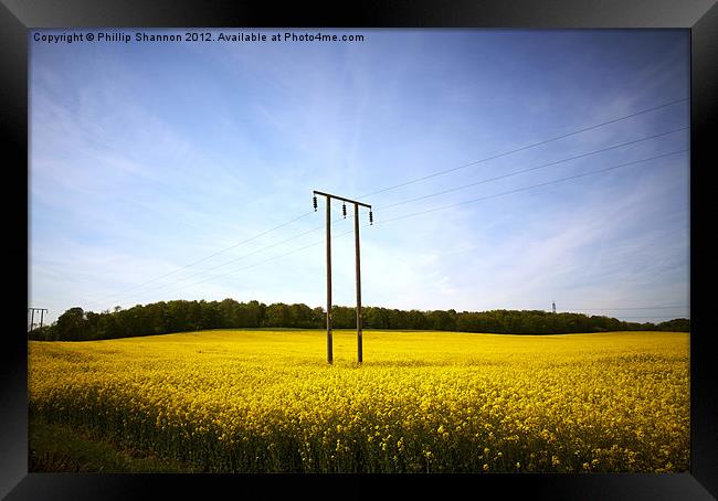 Rapeseed field Framed Print by Phillip Shannon
