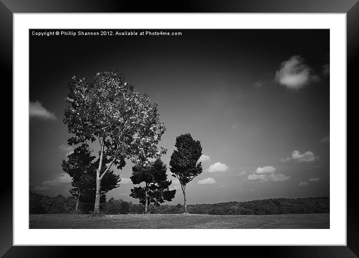 Trees on ridge Framed Mounted Print by Phillip Shannon