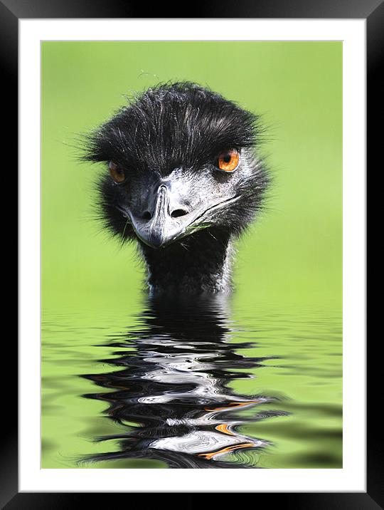 Emu Keeping Head Above Water Framed Mounted Print by Mike Gorton