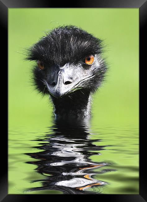 Emu Keeping Head Above Water Framed Print by Mike Gorton