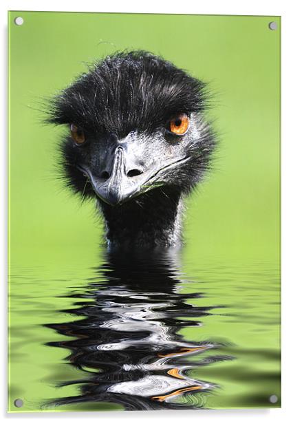 Emu Keeping Head Above Water Acrylic by Mike Gorton