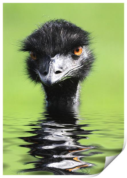 Emu Keeping Head Above Water Print by Mike Gorton